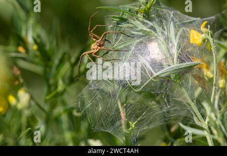 Nido ragno Pisaura mirabilis, a guardia delle sue uova, Norfol, giugno Foto Stock