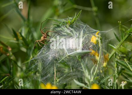 Nido ragno Pisaura mirabilis, a guardia delle sue uova, Norfolk, giugno Foto Stock