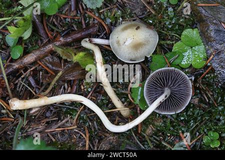 Stropharia semiglobata, comunemente nota come la testa rotonda dello sterco, il fungo dell'emisfero, o stropharia emisferica, fungo selvatico dalla Finlandia Foto Stock