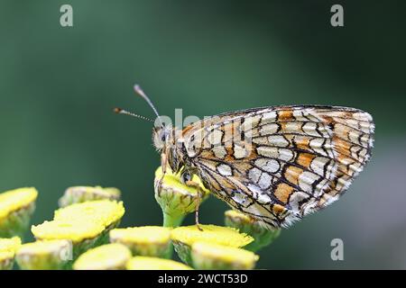 Heath fritillary, Melitaea athalia, che si nutrono di tansy comune Foto Stock