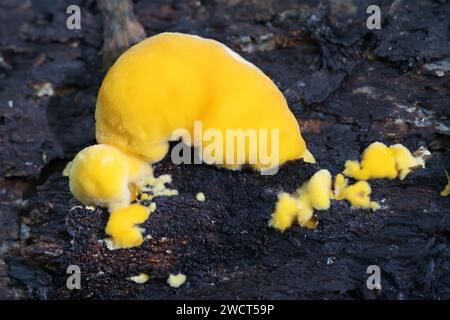 Pycnoporellus fulgens, giovane fungo a staffa che cresce sulla betulla in Finlandia, nessun nome inglese comune Foto Stock