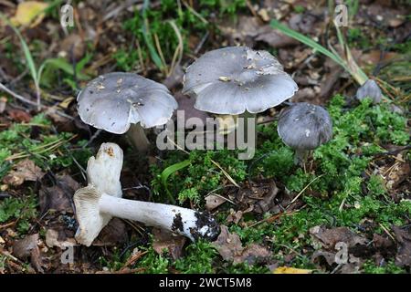 Tricoloma virgatum, cavaliere di frassino, funghi selvatici dalla Finlandia Foto Stock