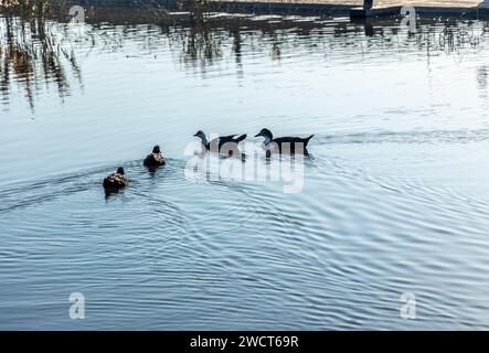 Hatta, Dubai, Emirati Arabi Uniti. 13 gennaio 2024. Il bellissimo lago Leem di Hatta Dubai, con le sue fattorie circostanti e le attrazioni nelle vicinanze Foto Stock