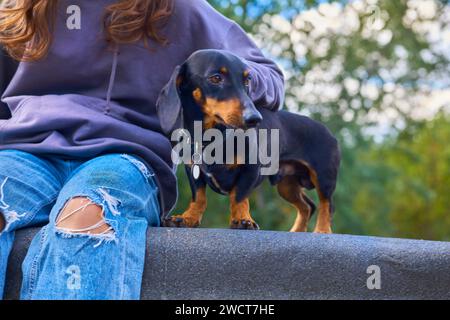 Allegro cane da dachshund, bambina seduta in jeans Foto Stock