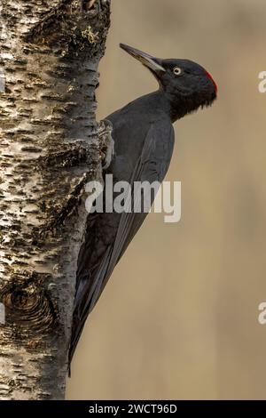 La vista laterale di un picchio nero si aggrappa a un albero di betulla, la sua corona rossa un tocco di colore sulla corteccia bianca e sullo sfondo neutro Foto Stock