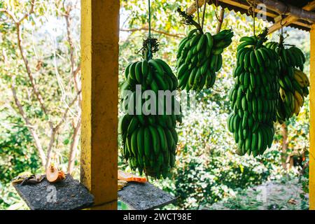 Gruppi di banane non mature pendono da un raggio rustico in un lussureggiante ambiente tropicale verde Foto Stock