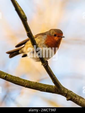 European Robin apching sulla diramazione i Strumpshaw Fen, dicembre 2022 Foto Stock