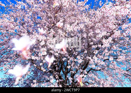 Dal basso mandorlo in piena fioritura, con delicati fiori rosa e bianchi adagiati su un cielo azzurro durante la primavera Foto Stock