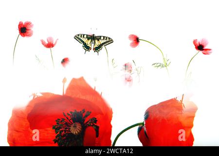 Una composizione eterea con una farfalla Papilio machaon in volo tra morbide silhouette di papaveri rossi su sfondo bianco brillante Foto Stock