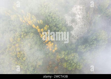 Vista aerea mistica di una foresta di Alcarria con alberi gialli autunnali che penetrano nella nebbia Foto Stock