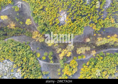 Dalla parte superiore della vista sopraelevata dei sentieri tortuosi attraverso la vibrante foresta di Alcarria con alberi gialli autunnali che spiccano Foto Stock