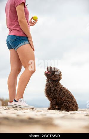 La vista laterale dello Spanish Water Dog attende con impazienza il lancio di una palla da tennis dal suo proprietario irriconoscibile in una giornata nuvolosa in un paesaggio roccioso Foto Stock