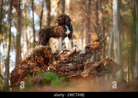 Un Water Dog spagnolo si erge maestosamente su un tronco di albero caduto in mezzo a una foresta illuminata dal sole, mostrando il suo cappotto marrone riccio Foto Stock