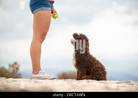 La vista laterale dello Spanish Water Dog attende con impazienza il lancio di una palla da tennis dal suo proprietario irriconoscibile in una giornata nuvolosa in un paesaggio roccioso Foto Stock