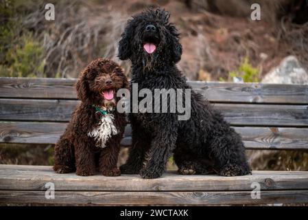 Due Happy Spanish Water Dogs siedono insieme su una panchina di legno, condividendo un momento di gioia e compagnia in un ambiente sereno Foto Stock