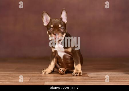 Nuovo cucciolo Bulldog francese color arancio Mocca di Schade seduto di fronte a sfondo marrone Foto Stock