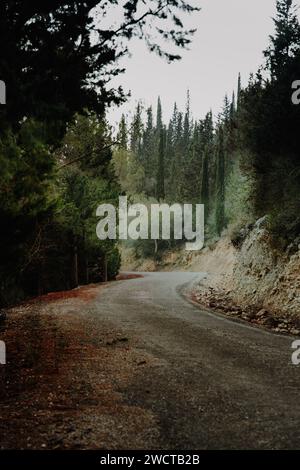 Una strada curva si snoda attraverso una tranquilla foresta con alti alberi che creano un viaggio tranquillo attraverso la natura Foto Stock