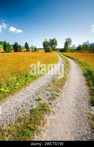 Feldstrasse führt durch das Rothenthurmer Hochmoor, Schwyz, Schweiz Foto Stock