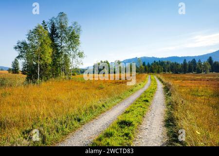 Feldstrasse führt durch das Rothenthurmer Hochmoor, Schwyz, Schweiz Foto Stock