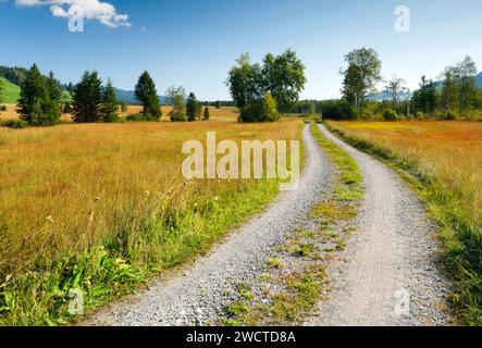 Feldstrasse führt durch das Rothenthurmer Hochmoor, Schwyz, Schweiz Foto Stock