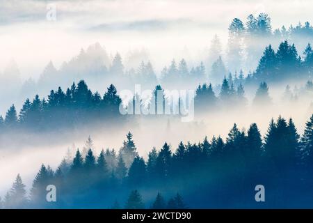 Nebelschwaden und Wald a Oberägeri im Kanton Zug, Schweiz Foto Stock