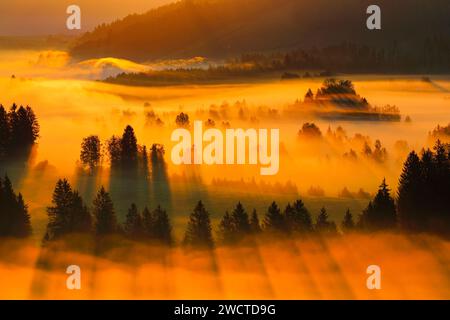 Nebelschwaden und Wald beim Hochmoor Rothenthurm, Kanton Schyz, Schweiz Foto Stock