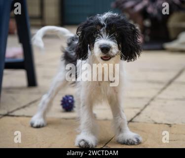 Cavapoo Garden Portrait i luglio 2023 Foto Stock