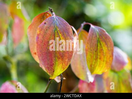Un primo piano di foglie colorate di legno comune (Cornus sanguinea), retroilluminate al sole autunnale, Peterborough, Cambridgeshire, Inghilterra, Regno Unito Foto Stock