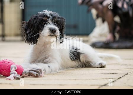 Cavapoo Garden Portrait II luglio 2023 Foto Stock