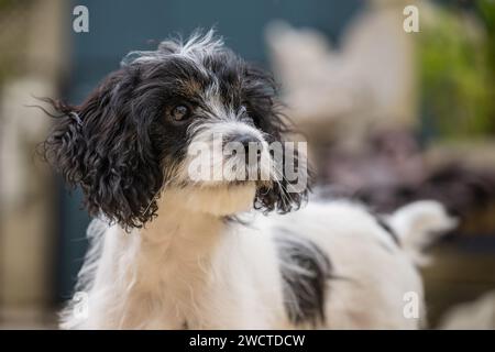 Cavapoo Garden Portrait III luglio 2023 Foto Stock