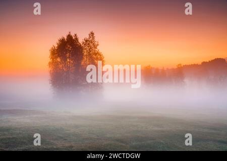 Birken im herbstlichen Hochmoor Rothenthurm bei Sonnenaufgang, Kanton Schyz, Schweiz Foto Stock