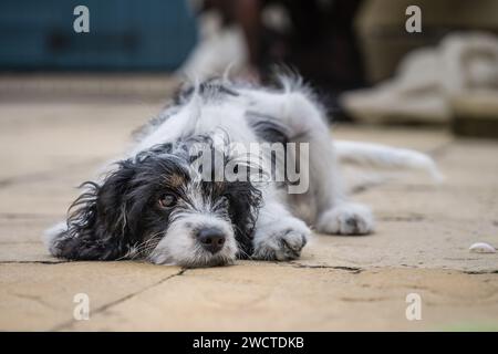 Cavapoo Garden Portrait iv luglio 2023 Foto Stock