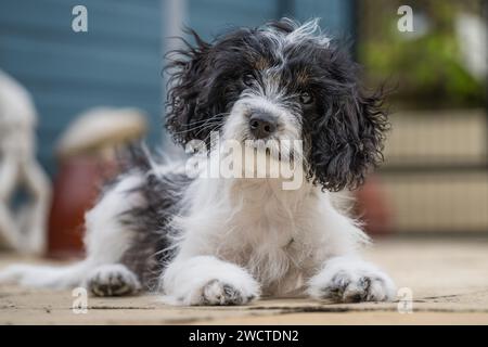 Cavapoo Garden Portrait vi luglio 2023 Foto Stock