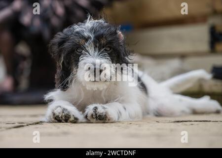 Cavapoo Garden Portrait vii luglio 2023 Foto Stock