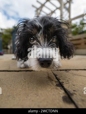 Cavapoo Garden Portrait viii luglio 2023 Foto Stock