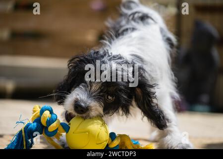 Ritratto del giardino Cavapoo ix luglio 2023 Foto Stock