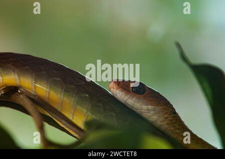 Boomslang Snake o Dispholidus typus strisciavano tra i tronchi degli alberi Foto Stock