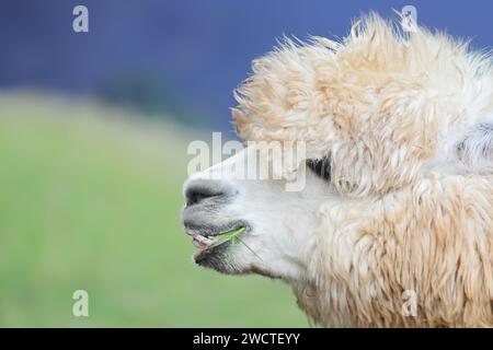 Un Ritratto di Huacaya Alpaca visto da vicino Foto Stock