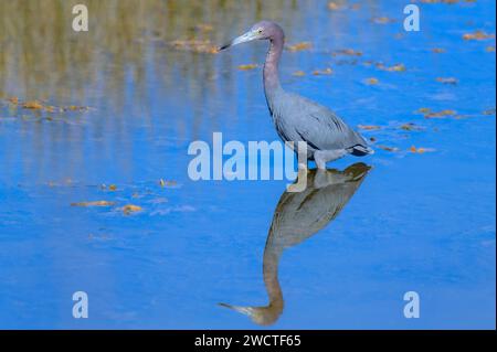 Heron tricolore (Egretta tricolor) in acqua con riflesso, Merritt Island, Florida, USA. Foto Stock