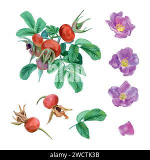 Rosa, cespuglio, foglie, bacche, fiori. Set vettoriale in stile grafico. Cartoline, inviti, striscioni primaverili, imballaggio, copertine, etichette, volantini. Illustrazione Vettoriale
