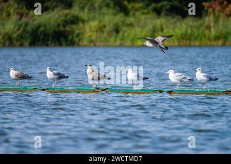 Larus argentatus - gabbiani aringhe arroccati su boom galleggianti nel Norfolk Wildlife Trust Ranworth Broad, Norfolk Broads settembre 2023 Foto Stock