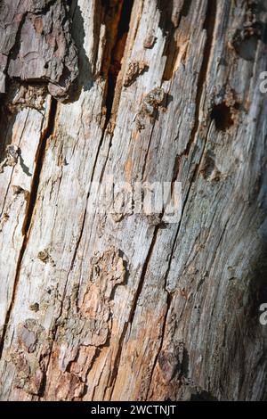 Foresta finlandese, foto ravvicinata con tronchi di abete rosso e pino. La corteccia sembra una bellezza ruvida. Foto Stock
