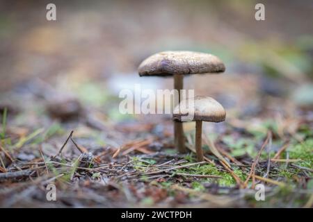 Funghi selvatici che crescono in una foresta finlandese durante l'autunno. Foto Stock