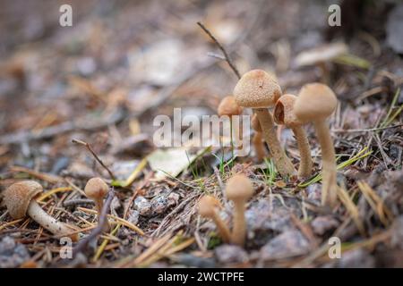 Funghi selvatici che crescono in una foresta finlandese durante l'autunno. Foto Stock