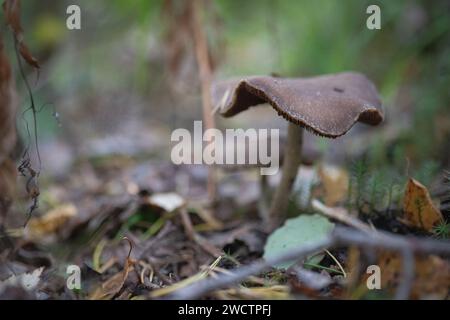 Funghi selvatici che crescono in una foresta finlandese durante l'autunno. Foto Stock