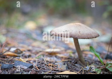 Funghi selvatici che crescono in una foresta finlandese durante l'autunno. Foto Stock