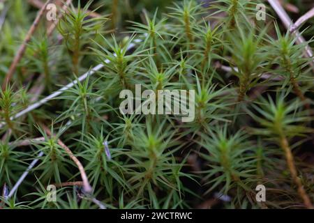 Piantine e steli di abete rosso e pino che crescono nelle foreste in Finlandia. Foto Stock