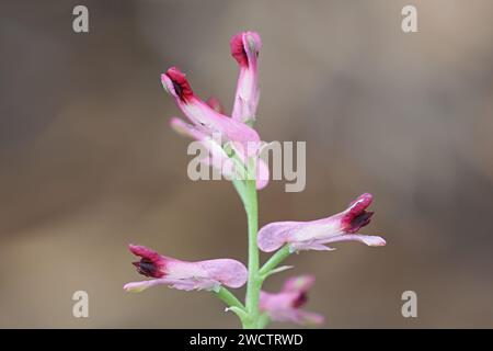 Fumaria officinalis, comunemente noto come fumo di terra o fumitorio comune, pianta di fioritura selvatica proveniente dalla Finlandia Foto Stock