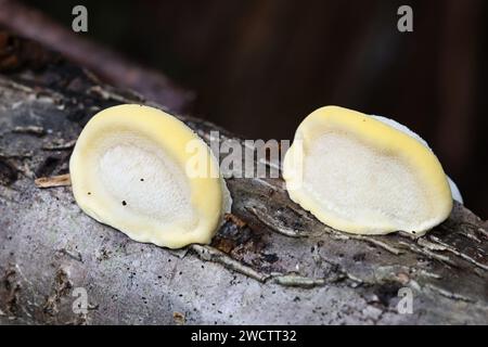 Antrodiella serpula, un fungo di poliporo che cresce su nocciolo in Finlandia, nessun nome comune inglese Foto Stock