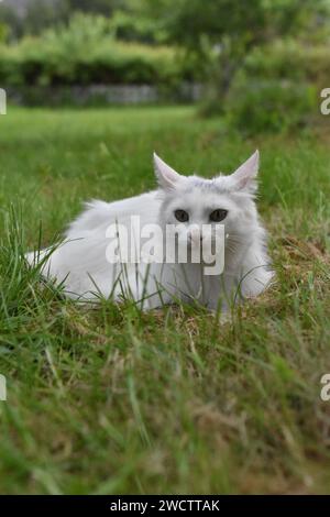 Cat in Grass Field fissa la distanza Foto Stock